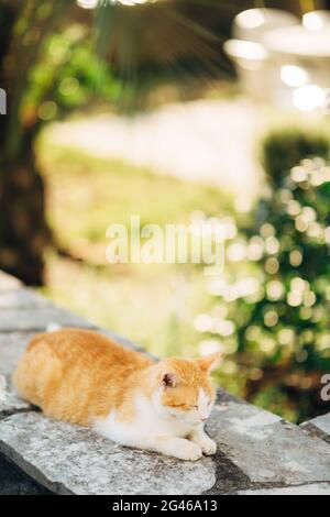 Katzen in der Altstadt von Budva, Kotor, Dubrovnik. Kroatien und Mo Stockfoto