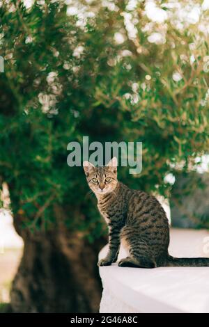 Katzen in der Altstadt von Budva, Kotor, Dubrovnik. Kroatien und Mo Stockfoto