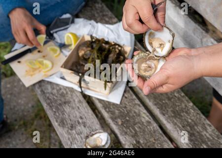 Nahaufnahme von zwei kaukasischen Frauen, die roh zucken Austern und genießen sie mit Zitrone Stockfoto