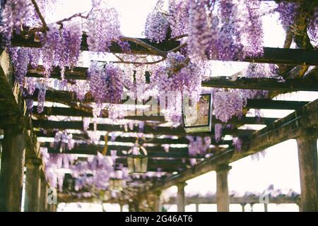 Fliederwisteria auf einem Holzbogen mit Laternen auf den Säulen. Stockfoto