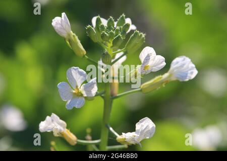 Nahaufnahme eines Wildradish-Blütenkopfes, Raphanus raphanistrum subsp. Raphanistrum. Sonnendurchflutet, im Freien in einer natürlichen Umgebung. Stockfoto