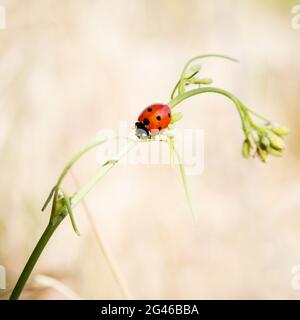 Marienkäfer auf einer kleinen Pflanze im Gras Stockfoto