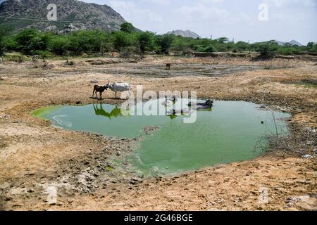 Ajmer, Indien. Juni 2021. Menschen, die vor einer Wasserkrise in Ajmer stehen. Indien steht derzeit vor der größten Krise in seiner Geschichte. Und nein, es ist nicht COVID-19. Indien leidet unter einer der schlimmsten nationalen Wasserkrisen der Welt, mehr als 50 % der Bevölkerung haben keinen Zugang zu sicherem Trinkwasser und etwa 200,000 Menschen sterben jedes Jahr an dem Mangel an sauberem Wasser. (Foto: Shaukat Ahmed/Pacific Press/Sipa USA) Quelle: SIPA USA/Alamy Live News Stockfoto