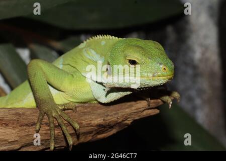 Brachylophus bulabula Stockfoto