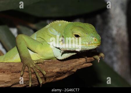 Brachylophus fasciatus Stockfoto