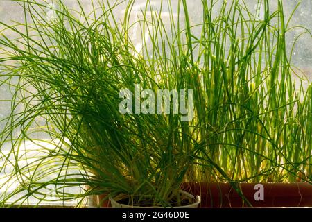 Allium schoenoprasum Culinary Herb wächst in Topf at Window, Kräuter essbare Blätter Schnittlauch Topf Fensterbank Stockfoto
