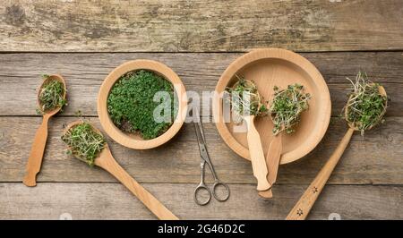 Grüne Sprossen aus Chia, Rucola und Senf in einem Holzlöffel auf grauem Hintergrund aus alten grauen Brettern, Draufsicht Stockfoto