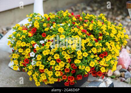 Ein Blumentopf voller roter, gelber und weißer Millionen Glocken blüht jeden Tag größer Stockfoto