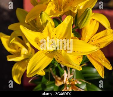 Ein Haufen gelber Lilien mit Flecken im Garten Stockfoto