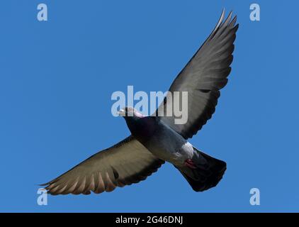 Die wunderbare Freiheit der Vögel im Flug Stockfoto