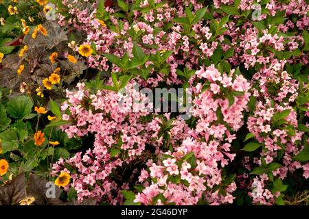 Weigela „Pink Poppet“ Weigela florida Pink Flower Geum Stockfoto