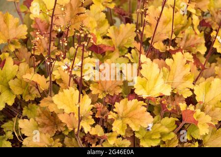 Korallenglocken Heuchera „Marmelade“ Heuchera Orange Bronze Farbe Heucheras Blätter Stockfoto