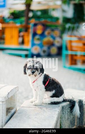 Ein Hund in der Stadt wartet auf den Meister Stockfoto