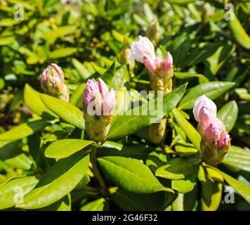 Eröffnung der wunderschöne weiße Blüte der Rhododendron 'Cunningham's White' in der Spring Garden Stockfoto