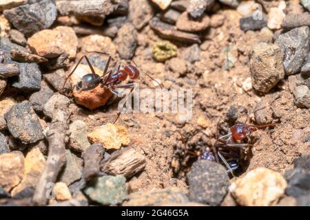 Rote Ameisen kommen aus ihrem Nest auf einem felsigen Berg Stockfoto