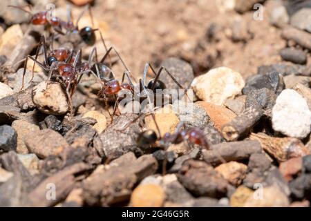 Gruppe von roten Ameisen, die auf einer felsigen Oberfläche wandern Stockfoto