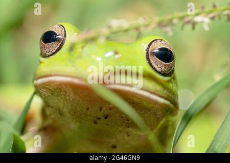 Nahaufnahme eines grünen Frosches mit braunen und schwarzen Augen Stockfoto