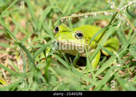 Australischer Baumfrosch, der sich im Gras versteckt Stockfoto