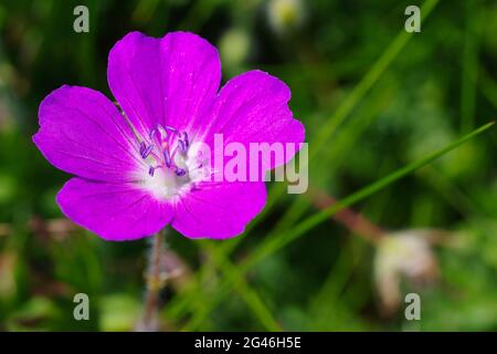 Bloody Cranesbill Anglesey Coast Stockfoto