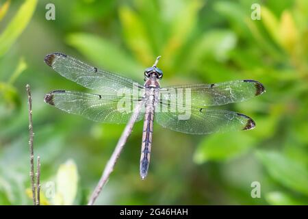 Ein unreifer großer blauer Skimmer (Libellula vibrans), der auf einem Zweig thront. Stockfoto