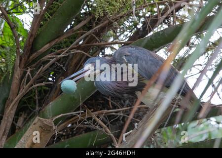 Ein dreifarbiger Reiher (Egretta tricolor), der eine leere Schale aus seinem Nest entfernt, nachdem das Ei neu geschlüpft war. Der Vogel sitzt in einer Palme. Stockfoto