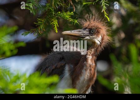 Porträt eines jungen dreifarbigen Reiher (Egretta tricolor). Stockfoto