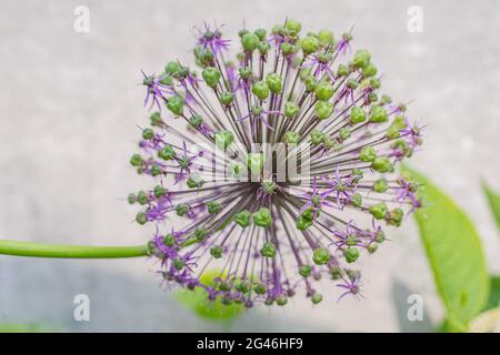 Mehrfarbige Allium. Lange kugelförmige Blüten in weiß und lila. Sommer Natur. Blumen am Himmel schönes Blumenfeld. Foto von Blumen Stockfoto