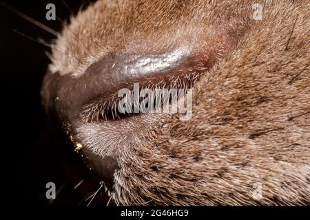 Nahaufnahme der Nase eines australischen Hirsches Stockfoto
