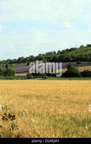 Gerstenfeld Reifung auf Castle Farm mit Lavendelfeldern im Hintergrund, Castle Road, Lullingstone, Kent, England, Vereinigtes Königreich Stockfoto