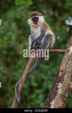 Grüner Affe - Chlorocebus aethiops, schöner populärer Affe aus westafrikanischen Büschen und Wäldern, Äthiopien. Stockfoto