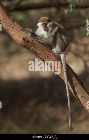 Grüner Affe - Chlorocebus aethiops, schöner populärer Affe aus westafrikanischen Büschen und Wäldern, Äthiopien. Stockfoto