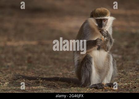 Grüner Affe - Chlorocebus aethiops, schöner populärer Affe aus westafrikanischen Büschen und Wäldern, Äthiopien. Stockfoto