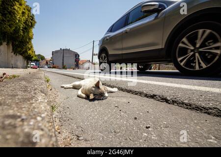 Coruna, Spanien - 11 2021. Juni: Kleine weiße und braune Katze liegt tot in der Rinne am Straßenrand, während ein Auto vorbeifährt Stockfoto