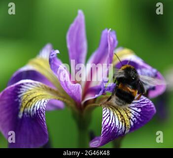 Hummel- Hummel, Hummel, Hummel, bescheidene Biene sammelt Pollen in einem Teich Iris. Wasserpflanze, Sumpfpflanze, die einen auf Nahrungssuche lebenden Bestäuber beherbergt. Biene auf Iris. Stockfoto