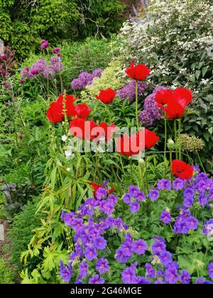 Vertikales Bild der krautigen Grenze mit Pflanzen einschließlich Mohnblumen und Geranien Stockfoto