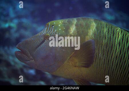 Humphead Wrasse, Cheilinus undulatus, Boo Rocks Tauchplatz, Boo Island, Misool, Raja Ampat, West Papua, Indonesien Stockfoto