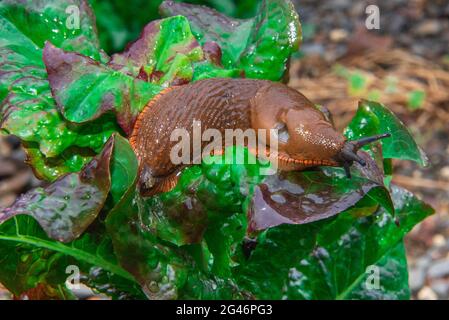 Nahaufnahme einer großen roten Schnecke oder arion rufus Stockfoto