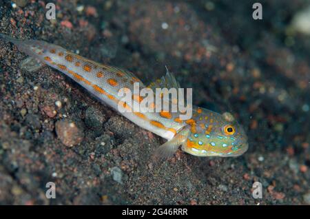 Orange gestrichelte Goby, Valenciennea puellaris, Melasti Tauchplatz, Seraya, Karangasem, Bali, Indonesien, Indischer Ozean Stockfoto