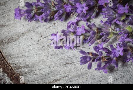 Lavendel blüht auf einem grauen Hintergrund eines alten Stumpfes Stockfoto