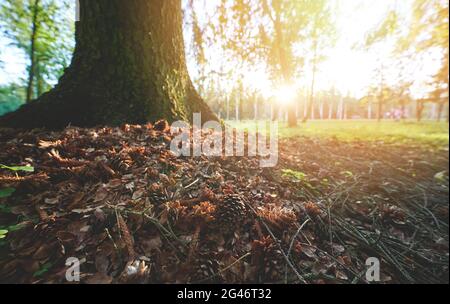 Trockene Blätter und Tannenzapfen neben dem Baum auf hellem sonnigen Hintergrund Stockfoto