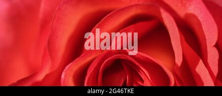 Weicher Fokus, abstrakter floraler Hintergrund, rote Rosenblüte. Makro Blumen Hintergrund für Urlaub Design Stockfoto