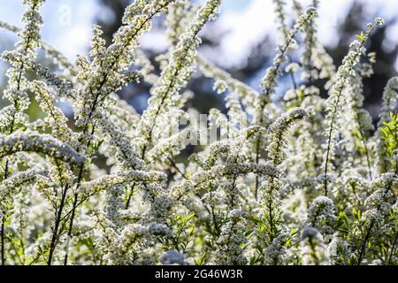 Thunberg Spirea blühender Strauch. Hintergrund von weißen Blumen Stockfoto