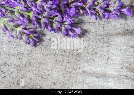 Lavendel blüht auf einem grauen Hintergrund eines alten Stumpfes Stockfoto