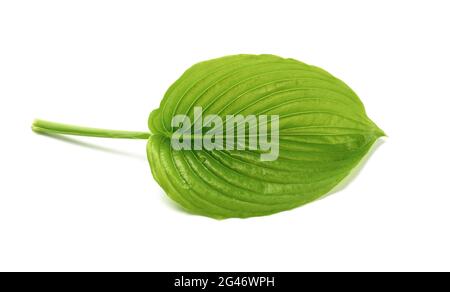 Grünes Blatt von Hosta Kochbananen mit Wassertropfen isoliert auf weißem Hintergrund Stockfoto