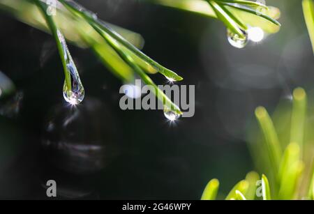 Regentropfen mit Sonnenstrahlen auf den Nadeln des Kiefernzweiges. Natur Hintergrund Stockfoto