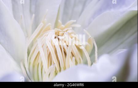 Weicher Fokus, abstrakter floraler Hintergrund, weiße Clematis-Blume. Makro Blumen Hintergrund für Urlaub Marke Design Stockfoto