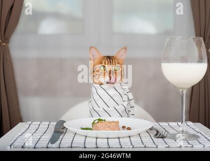 Bengalkatze mit Lätzchen wartet im Zimmer auf Futter, leckt sich die Lippen Stockfoto