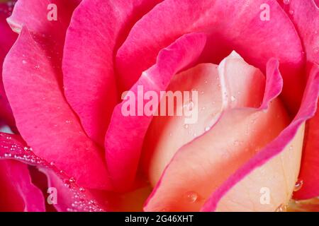 Schöne rosa gelbe Rose mit Tau Tropfen. Perfekt für Grußkarten Hintergrund. Stockfoto