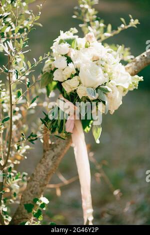 Brautstrauß aus weißen Rosen, Calla-Lilien, Geißelblumen, stachys und weißen Bändern auf dem Olivenbaum Stockfoto