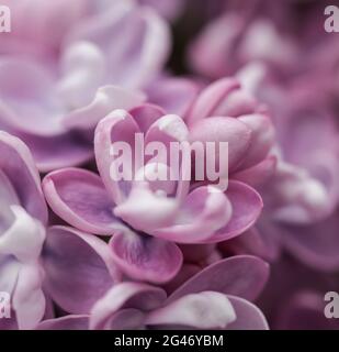 Blühender Zweig der lila Frottee-Flieder im Frühling Stockfoto